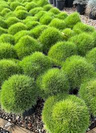 japanese grass